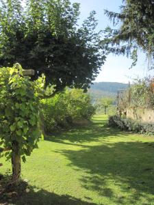 einen Garten mit einem Baum inmitten eines Feldes in der Unterkunft Bergfeldhof in Haingrund