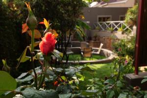 a red flower in the middle of a garden at 7th Street Guesthouse in Johannesburg +145 photos