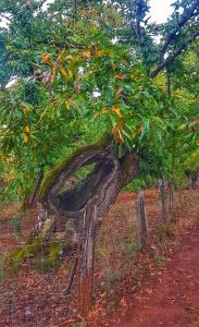 a tree with a curved trunk in a field at Finca la Viriñuela in Galaroza