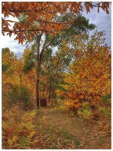 a tree in the middle of a field with autumn leaves at Finca la Viriñuela in Galaroza