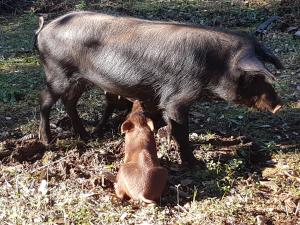 a dog laying in the grass next to a pig at Finca la Viriñuela in Galaroza +63 photos