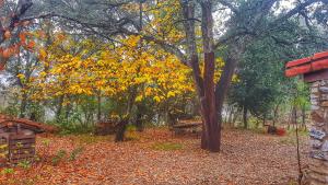 a group of trees with yellow leaves on the ground at Finca la Viriñuela in Galaroza