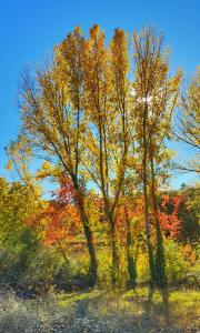 dos árboles en un campo con hojas de otoño en Finca la Viriñuela, en Galaroza