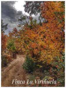 un camino de tierra junto a un árbol con hojas de otoño en Finca la Viriñuela, en Galaroza