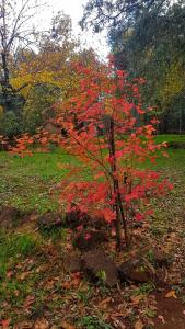 a small tree with red leaves in a field at Finca la Viriñuela in Galaroza