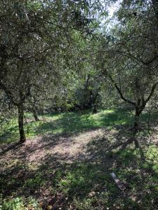 A garden outside Casa Costanza
