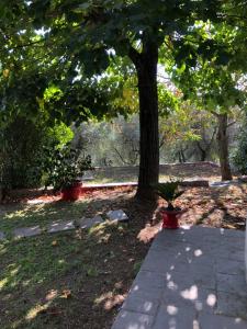 A garden outside Casa Costanza