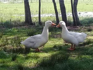 two white ducks are standing in the grass at Cabañas Jamakimel in Uribelarrea