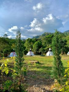 Refugio Del Bosque Glamping في لا ميسا: شجرتان في حقل مع الخيام في الخلفية