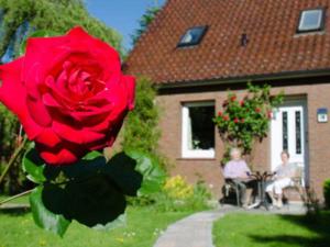 una rosa roja frente a una casa en Gaestehaus An der Fehnroute I, 11037, en Leer
