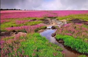 a field filled with pink flowers and a river at Vamoose Laxmi Hill Resort in Satara