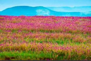 a field filled with pink flowers in a field at Vamoose Laxmi Hill Resort in Satara +12 photos
