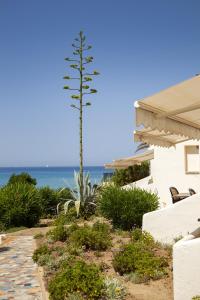 eine Palme in einem Hof neben einem Haus in der Unterkunft Hôtel et Résidence Ta Kladia - Omigna in Cargèse
