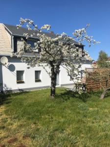 einem blühenden Baum vor einem weißen Haus in der Unterkunft König Ferienhaus in Königsbrück
