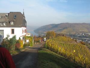 a house on a hill next to a road with vines at Haus Corray in Zell an der Mosel