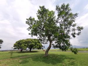 two trees in a grassy field with a cloudy sky at Toucan Hostel in Alajuela City