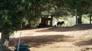 Afbeelding uit fotogalerij van Le petit chalet in Porticcio