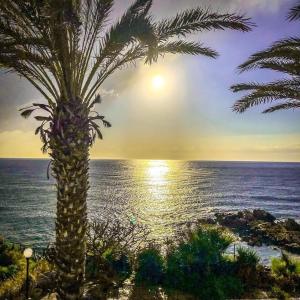 a palm tree in front of the ocean with the sunset at Vrachia Beach Hotel & Suites - Adults Only in Paphos