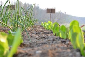 un giardino con piante verdi nella terra di La Locanda di Valbella ad Asti