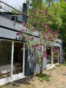 un árbol con flores rosas delante de un edificio en Face au Sancy, en Aydat