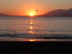 een vogel die bij zonsondergang over de oceaan vliegt bij Sunrise Banyuwangi Homestay in Banyuwangi