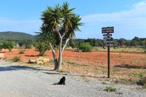 a black cat sitting on the road next to a street sign at Agroturismo Sa Marina - Adults Only in Cala Boix
