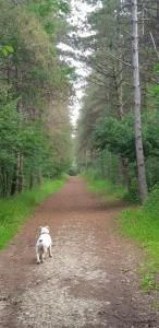 Un chat blanc marchant sur un chemin de terre dans l'établissement COTTAGE privé avec TERRASSE et PISCINE - bord de LAC & FORÊT, à Miramont-de-Guyenne