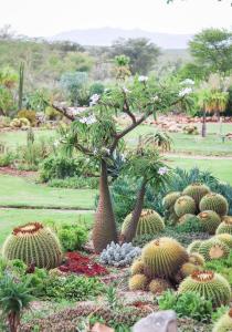 ogród z mnóstwem kaktusów i roślin w obiekcie Mo & Rose at Soekershof w mieście Robertson