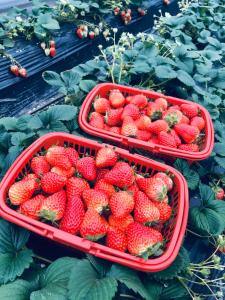 two baskets of strawberries sitting on top of a field at Auto City Ruili Hotel in Jiading