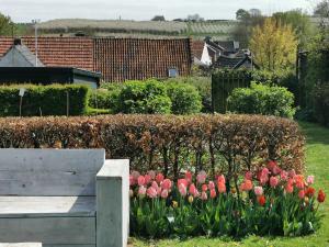 Bed en Breakfast Hof van Wolder في ماستريخت: حفنة من زهور الأقحوان في حديقة مع مقعد