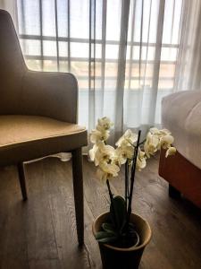 une plante dans un pot à côté d'une chaise et d'une fenêtre dans l'établissement Hotel Blaise & Francis, à Milan