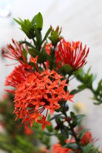 un montón de flores rojas en un jarrón en Casa de Mainha Friendly Hostel, en Salvador