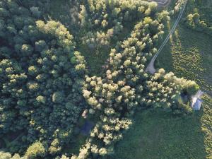an overhead view of a forest filled with trees at Leśny Apartament - Shuuumi Las in Chmielno