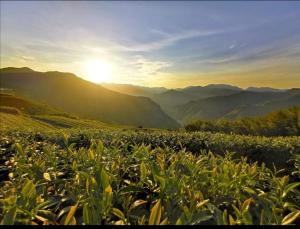 un campo di piante con il sole sullo sfondo di Alishan Tea Homestay a Leye