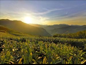 um campo de plantas com o sol no fundo em Alishan Tea Homestay em Leye