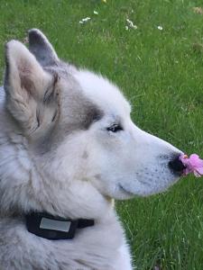 einem weißen Hund mit einer rosa Blume im Mund in der Unterkunft Moulin De Coupigny in Fontenille-Saint-Martin-d'Entraigues