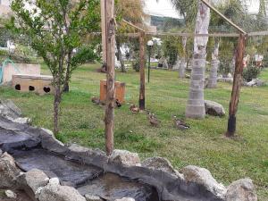 a group of ducks sitting on the grass in a park at agriturismo heaven in Capo Vaticano