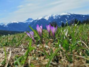 a group of purple flowers in the grass with mountains in the background at Oberhauser Hütte Rodenecker - Lüsner Alm in Luson