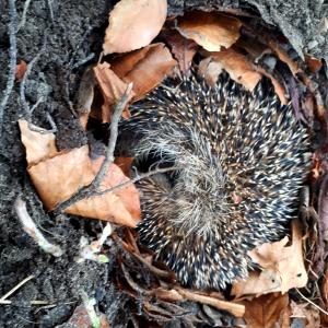Afbeelding uit fotogalerij van B&B De Herenboer in Opeinde