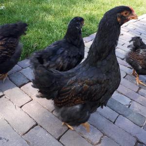 Afbeelding uit fotogalerij van B&B De Herenboer in Opeinde +14 foto's