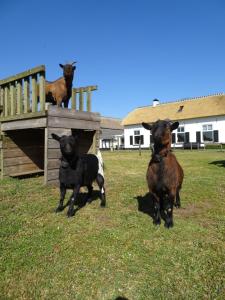 trois chèvres debout au-dessus d'une structure en bois dans l'établissement Vakantiehuis ''De Bolle'', à Bathmen