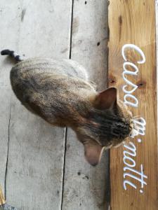 a cat is standing on a wooden table with a sign at Casa Minotti Relais in Gubbio