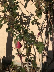 A garden outside Casa Minotti Relais