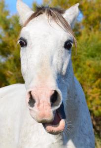 a close up of a white horse with its tongue at La Tramontane in Saintes-Maries-de-la-Mer
