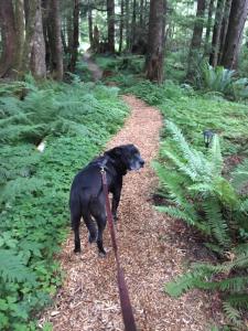 a black dog walking through a wooded area at Alexander's Lodge in Ashford