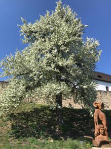 Vonkajšia záhrada v ubytovaní Penzion Marie - Žumberk