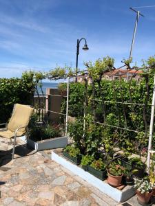 a garden with plants in pots on a patio at Apartman Ana in Umag