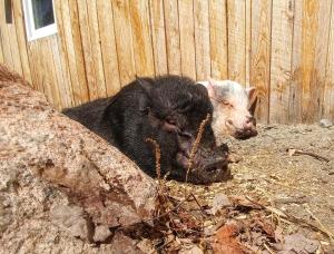 zwei Schweine, die neben einem Holzzaun liegen in der Unterkunft Hebergement Cerfs-Tifie fermette in Saint-Félix-d'Otis