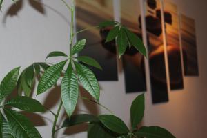 Fotografie z fotogalerie ubytování Apartment Simone v destinaci Lörrach