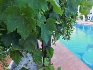 een bos druiven hangend aan een boom naast een zwembad bij Bungalow Marbella (San Pedro Alcantara) in Marbella